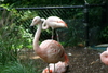 NC_zoo41.jpg