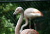 NC_zoo43.jpg