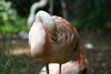 NC_zoo45.jpg