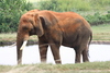 NC_zoo5.jpg