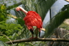 NC_zoo52.jpg