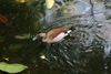 NC_zoo59.jpg