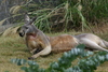 NC_zoo64.jpg