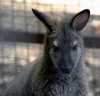 NC_zoo66.jpg
