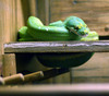 NC_zoo72.jpg