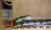 NC_zoo74.jpg