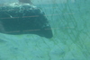 NC_zoo78.jpg