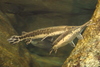 NC_zoo87.jpg