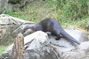 NC_zoo91.jpg