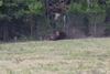 NC_zoo92.jpg