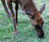 NC_zoo93.jpg