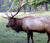 NC_zoo99.jpg