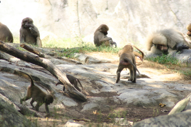 ../pictures/NC_zoo10.jpg