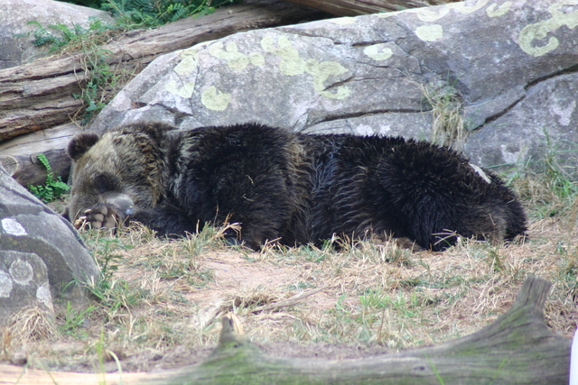 ../pictures/NC_zoo100.jpg