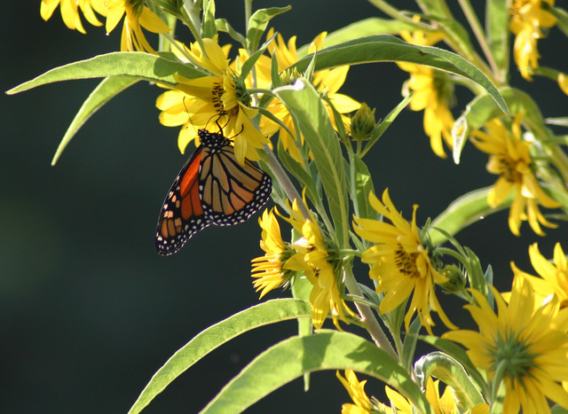 ../pictures/NC_zoo102.jpg