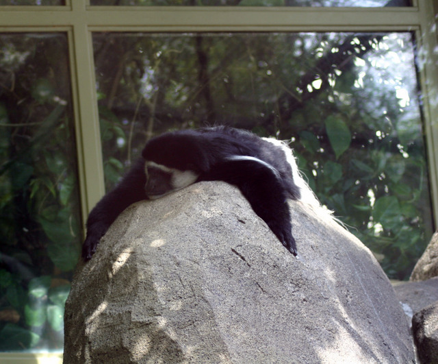 ../pictures/NC_zoo12.jpg