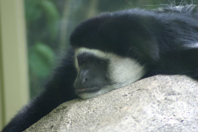 ../pictures/NC_zoo15.jpg