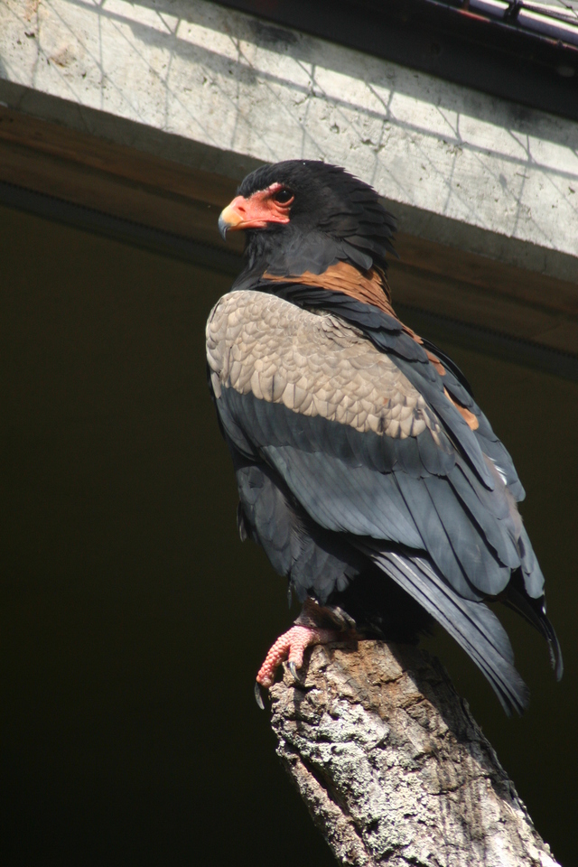 ../pictures/NC_zoo18.jpg