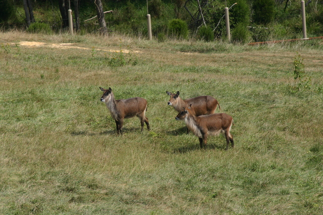 ../pictures/NC_zoo19.jpg