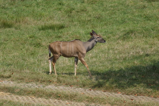 ../pictures/NC_zoo20.jpg