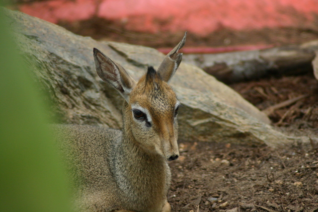 ../pictures/NC_zoo26.jpg