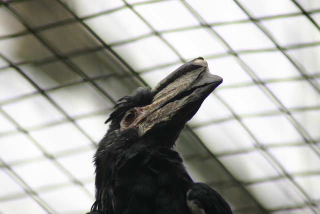 ../pictures/NC_zoo27.jpg
