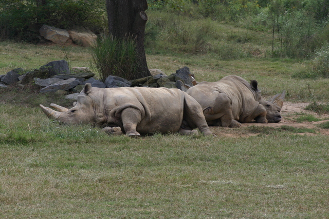 ../pictures/NC_zoo3.jpg