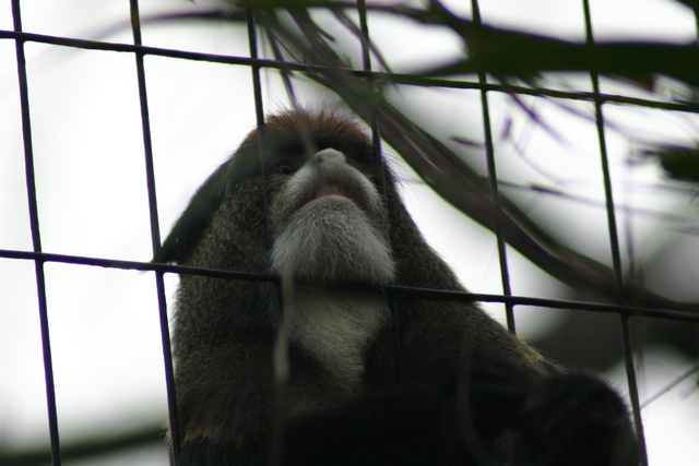 ../pictures/NC_zoo33.jpg