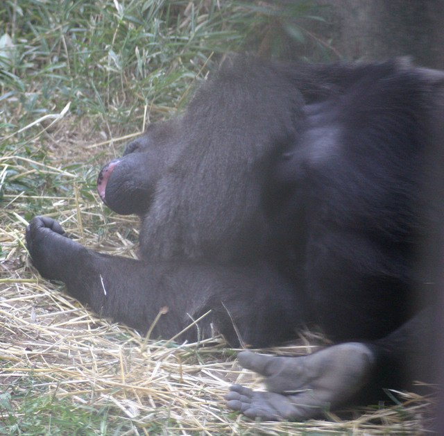 ../pictures/NC_zoo36.jpg
