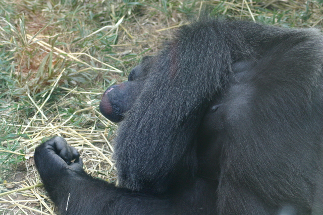 ../pictures/NC_zoo38.jpg