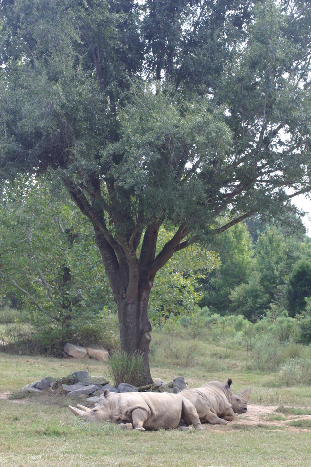 ../pictures/NC_zoo4.jpg