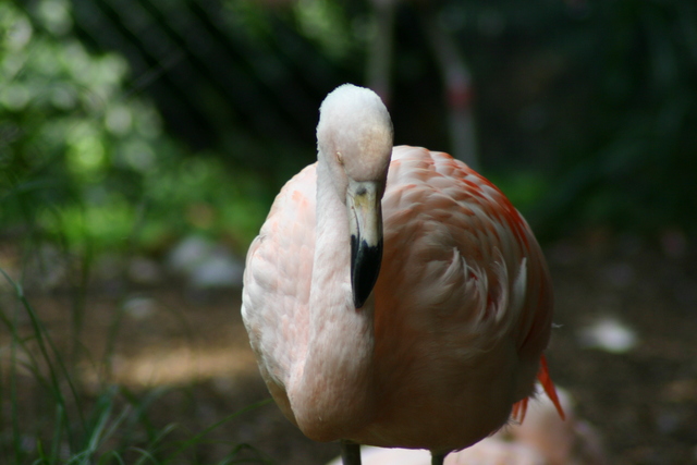 ../pictures/NC_zoo44.jpg