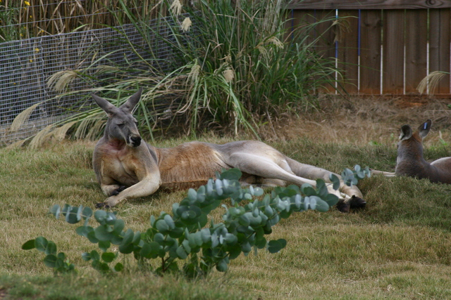 ../pictures/NC_zoo62.jpg