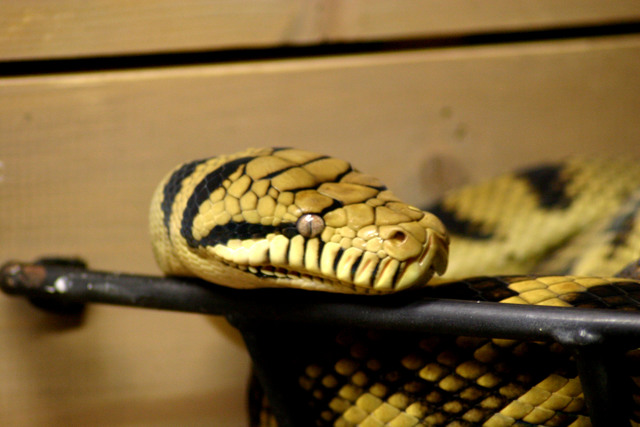 ../pictures/NC_zoo73.jpg