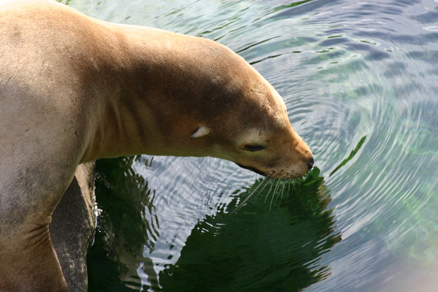 ../pictures/NC_zoo83.jpg