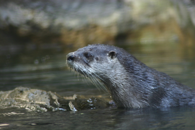 ../pictures/NC_zoo89.jpg