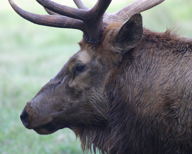 ../pictures/NC_zoo98.jpg