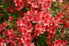 azaleas12.jpg