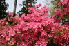 azaleas14.jpg