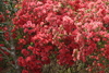 azaleas15.jpg