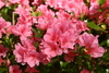 azaleas4.jpg