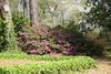 azaleas5.jpg