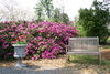 azaleas7.jpg