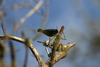 birds1.jpg