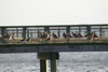 birds4.jpg