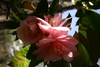 camelias13.jpg