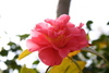 camelias14.jpg