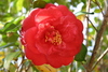 camelias3.jpg