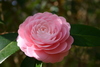 camelias8.jpg