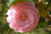 camelias9.jpg